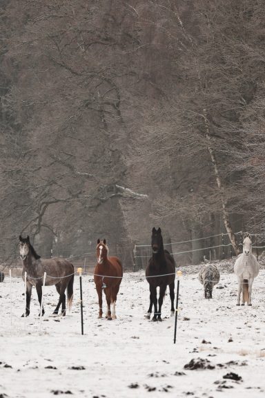 Perfefotografin Insel Usedom Ostsee Schnee